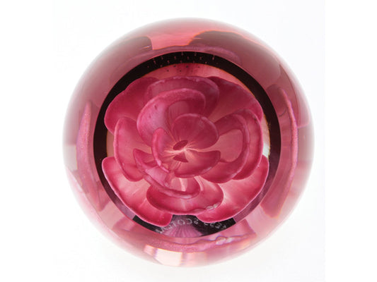 A glass paperweight with a pink rose unfurled in the centre, magnified by the glasses effect.