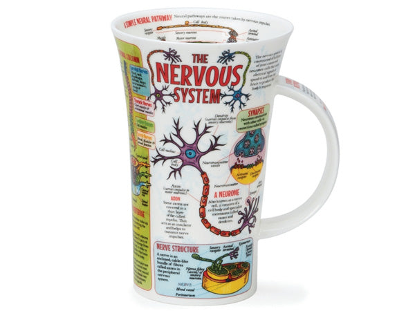 A large fine bone china mug with detailed illustrations and facts of the nervous system.