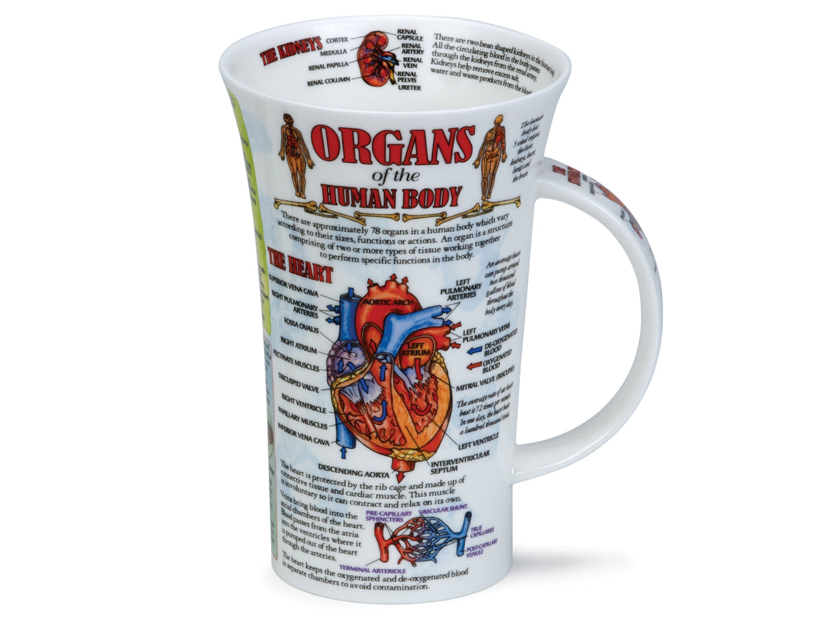 Dunoon Glencoe Organs of the Human Body Mug is a large fine bone china mug which has detailed diagrams of the imperative organs in our body, along with informative facts about each.