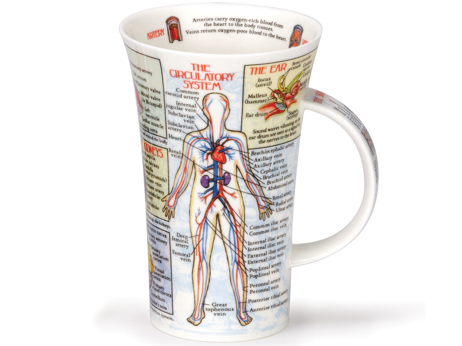 Dunoon Glencoe Bodyworks Mug is a large fine bone china mug that has fully-labelled diagrams of both the circulatory and the nervous system, along with diagrams of three key organs in the human body. Around its inner rim more facts can be found about smaller intricacies of the body.