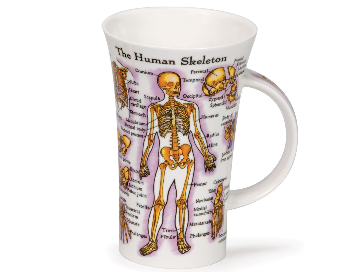Dunoon Glencoe Human Body Mug is a large fine bone china mug that has fully-labelled diagrams of both the human skeleton and the muscles in the human body printed on its exterior.